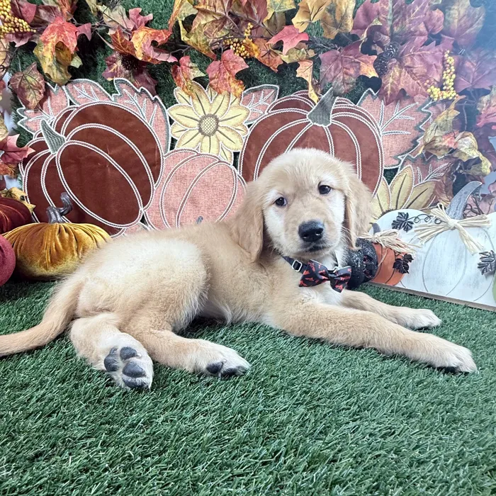 Female Golden Retriever puppy named Paisley for sale at Puppy Dreams - Carrollton.