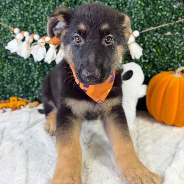 Male Pembroke Welsh Corgi puppy named Mr.Wiggles for sale at Puppy Dreams - Garland.