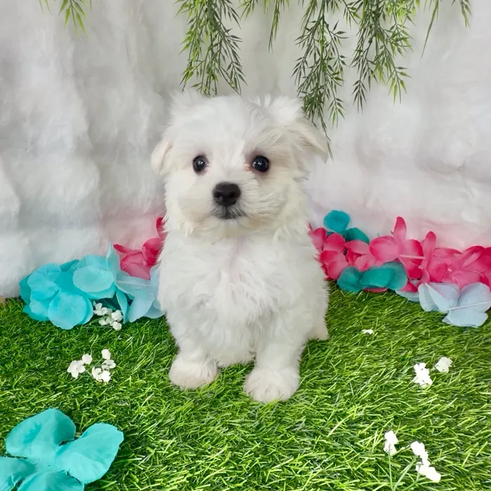 Female Maltese puppy named Gelato for sale at Puppy Dreams - Denton.