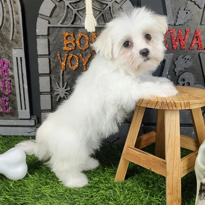 Female Maltese puppy named Daphne for sale at Puppy Dreams - Mansfield.