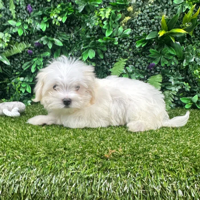 Male Maltese puppy named Chase for sale at Puppy Dreams - Parks Mall.