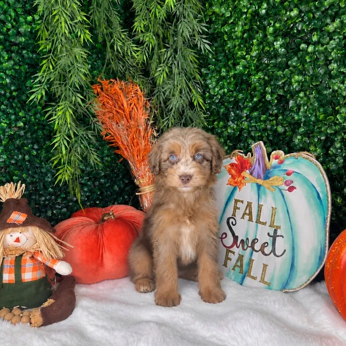 Male Mini Aussiedoodle puppy named Jacob for sale at Puppy Dreams - Denton.