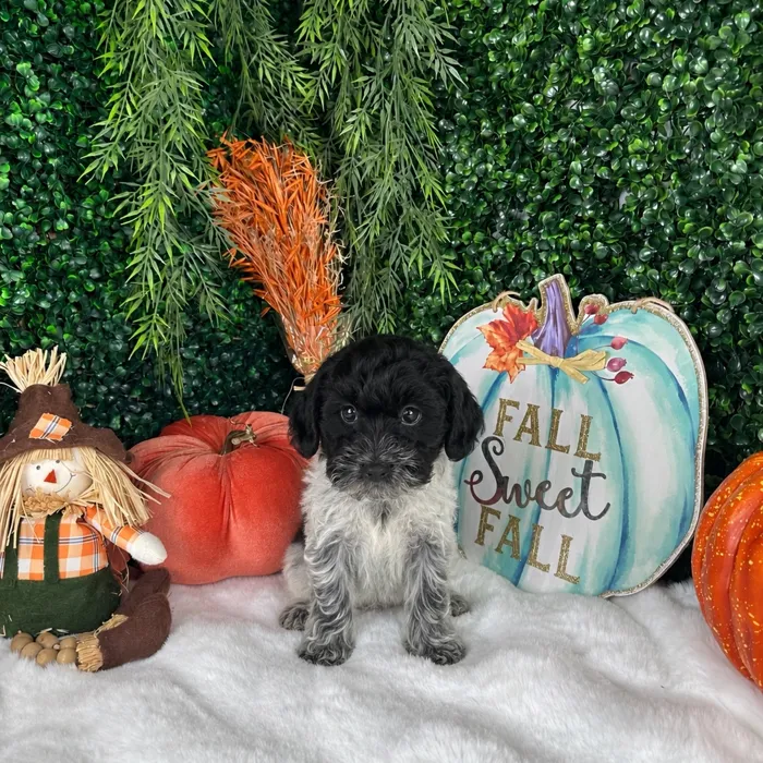 Female Cockapoo puppy named Bella for sale at Puppy Dreams - Denton.
