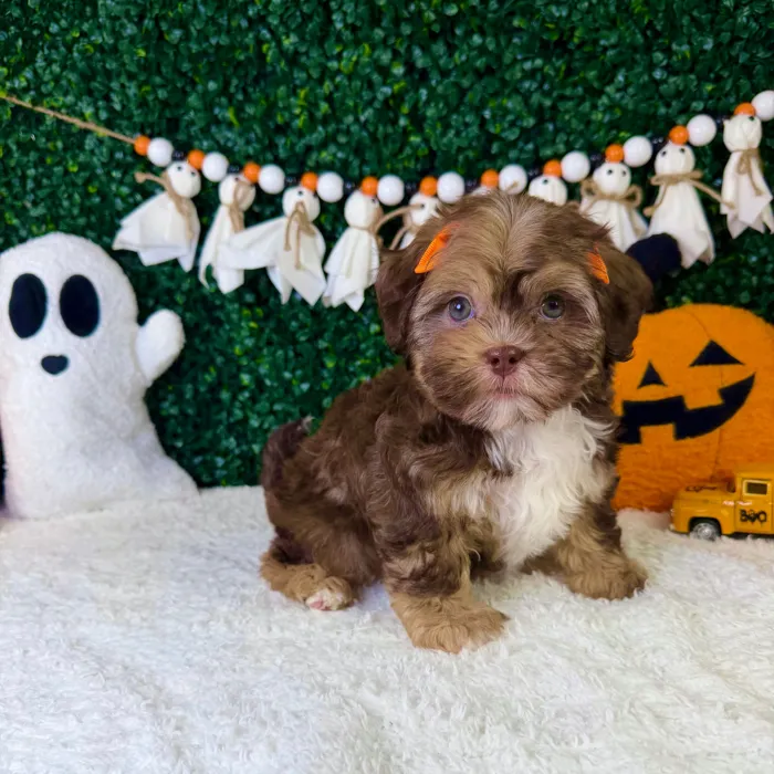 Female Shipoo puppy named Lilie for sale at Puppy Dreams - Garland.