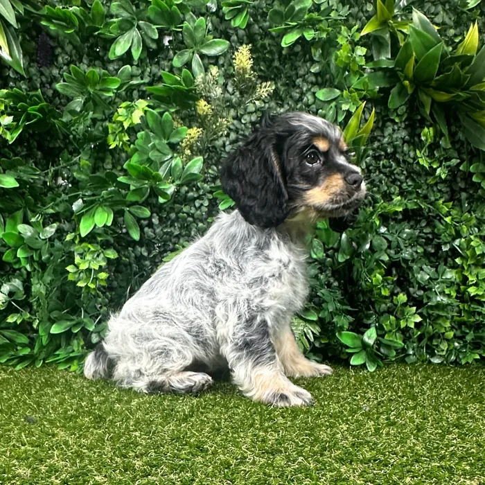 Female Cocker Spaniel puppy named Sadie for sale at Puppy Dreams - Parks Mall.