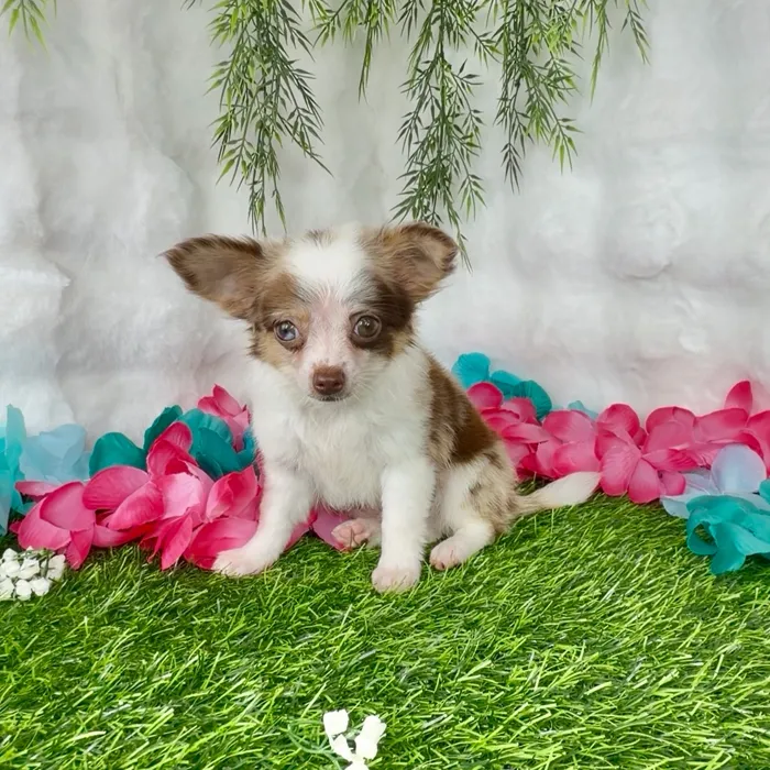 Male Chihuahua puppy named Bonbon for sale at Puppy Dreams - Denton.