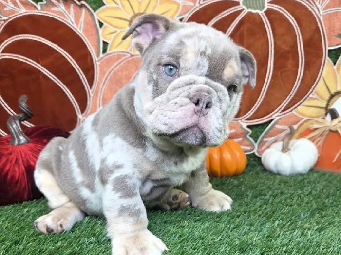Male English Bulldog puppy named Dozer for sale at Puppy Dreams - Carrollton.