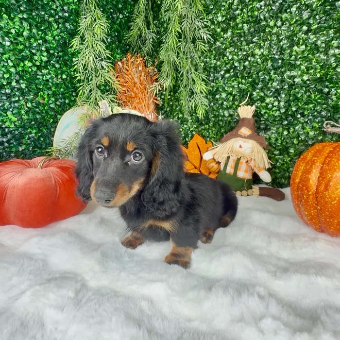 Male Dachshund puppy named Apple for sale at Puppy Dreams - Denton.