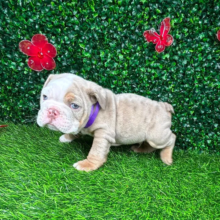 Male English Bulldog puppy named *Pablo* for sale at Puppy Dreams - Mansfield.