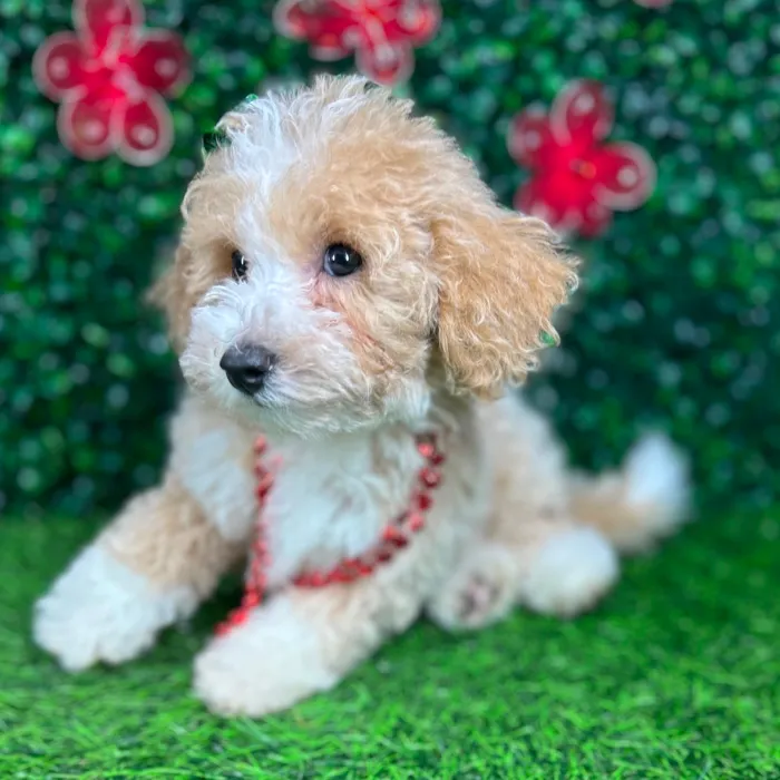 Female Bichon-Poodle puppy named *Carol Anne* for sale at Puppy Dreams - Mansfield.