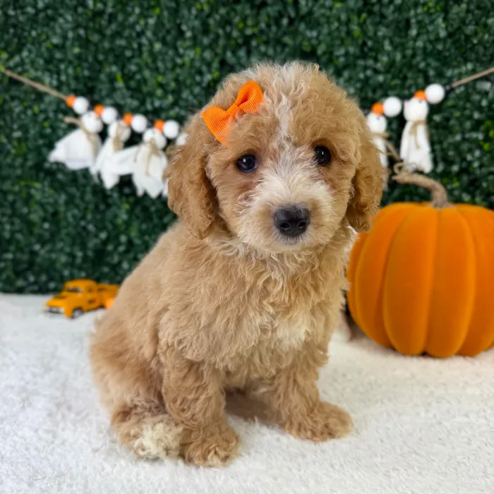 Female Bichon-Poodle puppy named Nomi for sale at Puppy Dreams - Garland.