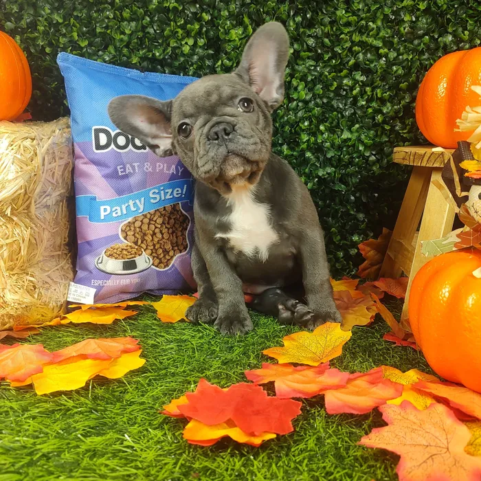 Female French Bulldog puppy named Miss Vickies for sale at Puppy Dreams - Mansfield.