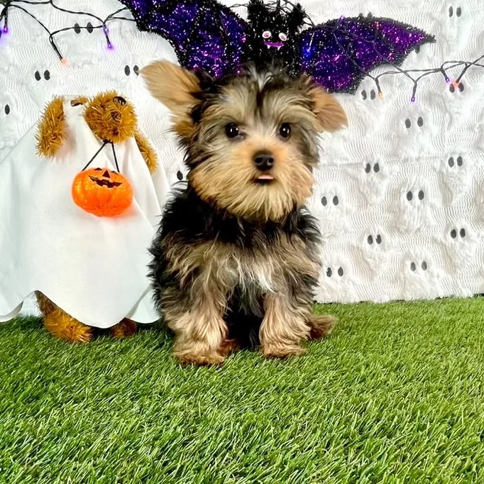 Male Yorkie puppy named Biscoff for sale at Puppy Dreams - Carrollton.