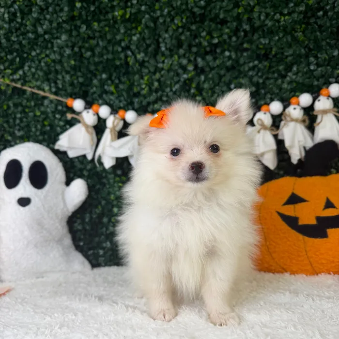 Female Pomeranian puppy named Marshmallow for sale at Puppy Dreams - Garland.