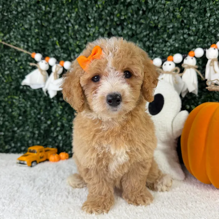 Female Bichon-Poodle puppy named Nomi for sale at Puppy Dreams - Garland.