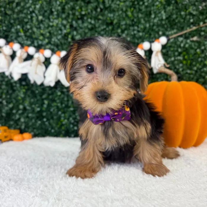 Male Yorkie puppy named Waffles for sale at Puppy Dreams - Garland.