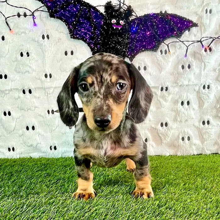 Female Dachshund puppy named Rose for sale at Puppy Dreams - Carrollton.