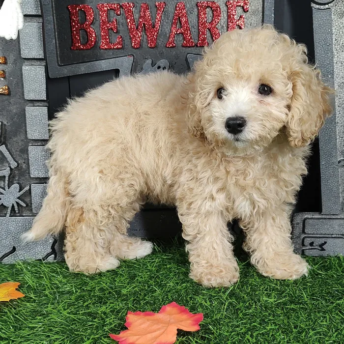 Female Bichon-Poodle puppy named Tiffany for sale at Puppy Dreams - Mansfield.