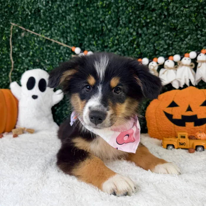 Female Mini Aussie puppy named Berry for sale at Puppy Dreams - Garland.