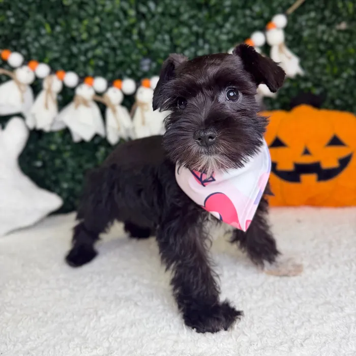 Female Mini Schnauzer puppy named Dahlia for sale at Puppy Dreams - Garland.