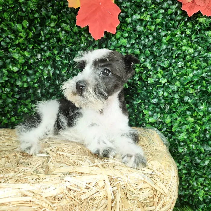 Female Mini Schnauzer puppy named Cumbia for sale at Puppy Dreams - Mansfield.