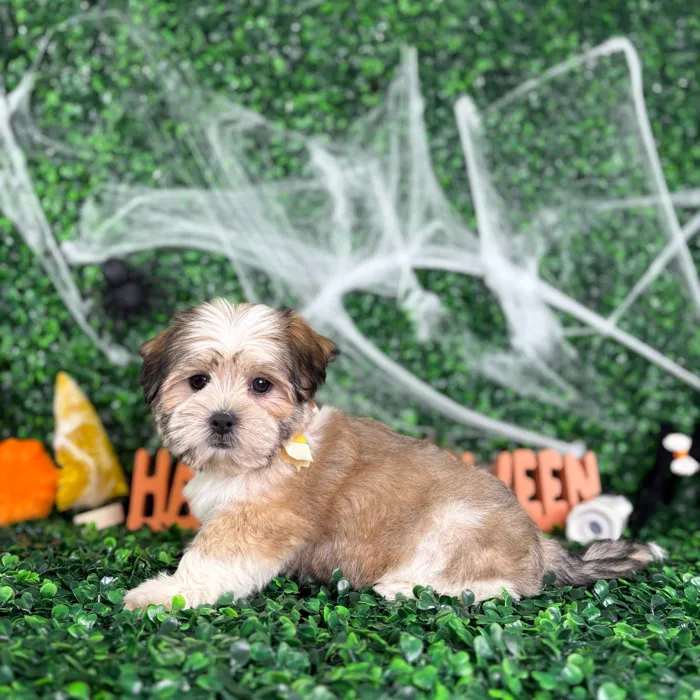 Male Havashu puppy named Tom for sale at Puppy Dreams - North Richland Hills.