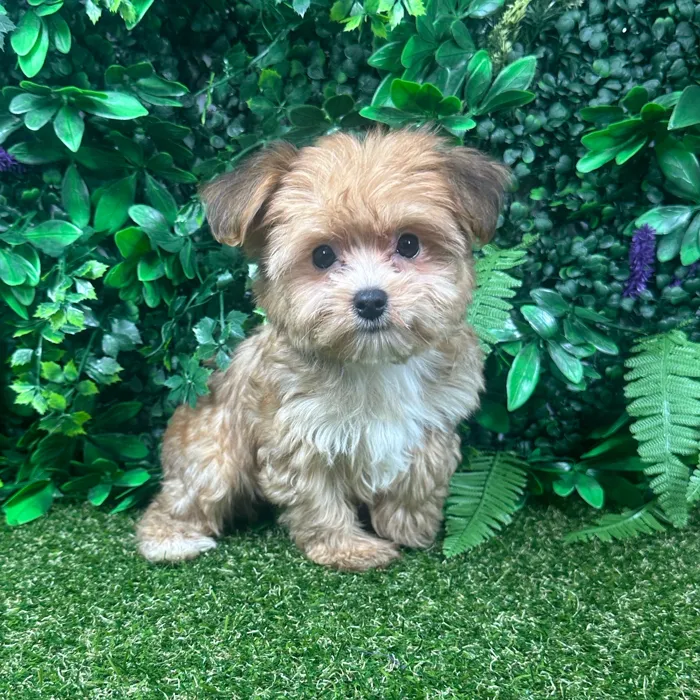 Female Maltipoo puppy named Maria for sale at Puppy Dreams - Parks Mall.