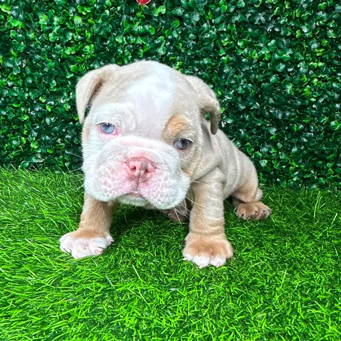 Male English Bulldog puppy named *Pablo* for sale at Puppy Dreams - Mansfield.