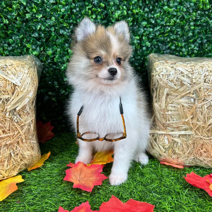 Male Pomeranian puppy named Twist for sale at Puppy Dreams - Mansfield.