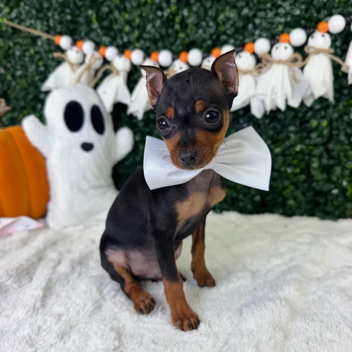 Male Min Pin puppy named Kratos for sale at Puppy Dreams - Garland.