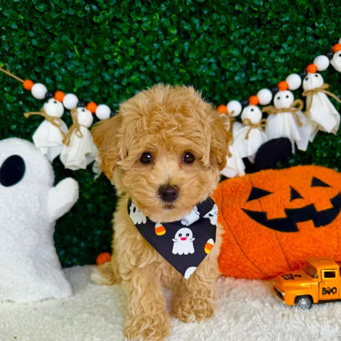 Male Bichon-Poodle puppy named Freddy for sale at Puppy Dreams - Garland.