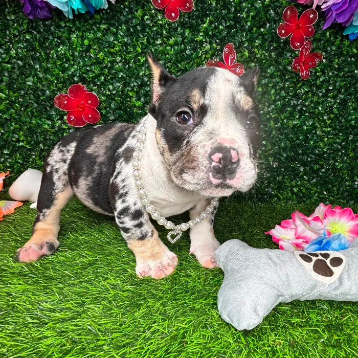 Female American Bully puppy named *Funyuns* for sale at Puppy Dreams - Mansfield.