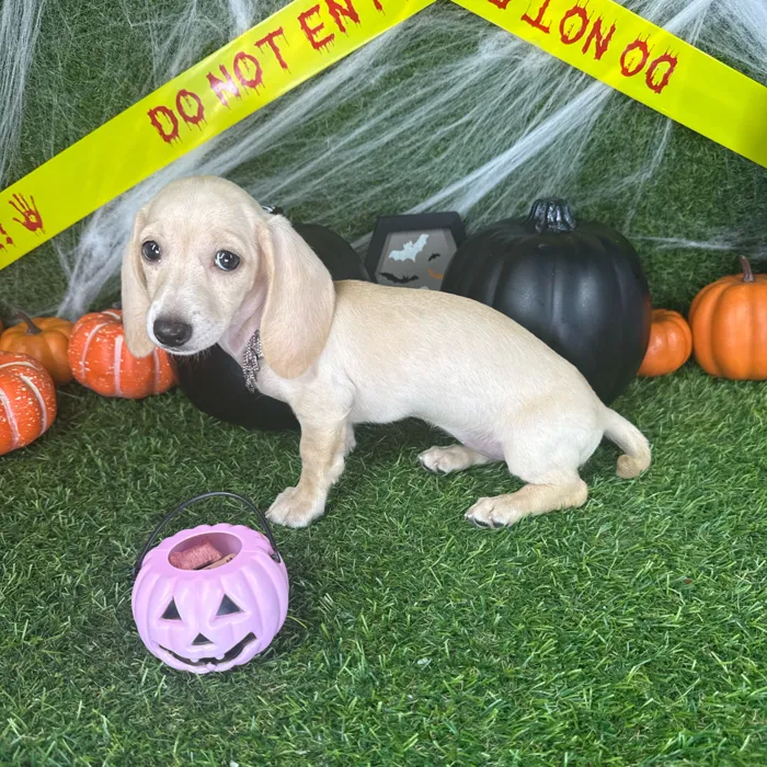 Female Dachshund puppy named Misty for sale at Puppy Dreams - Arlington.