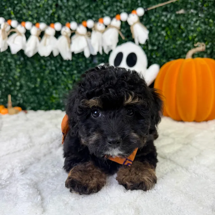 Male Cavapoo puppy named Louis for sale at Puppy Dreams - Garland.
