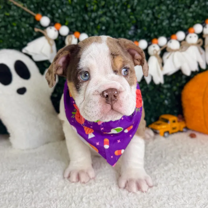 Female English Bulldog puppy named Sugar for sale at Puppy Dreams - Garland.