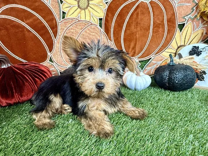 Female Yorkie puppy named Twix for sale at Puppy Dreams - Carrollton.