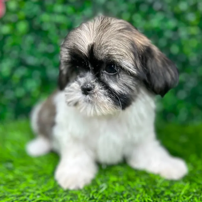 Female Teddy Bear puppy named *Margaret* for sale at Puppy Dreams - Mansfield.