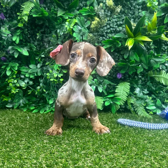 Female Dachshund puppy named Sunny for sale at Puppy Dreams - Parks Mall.
