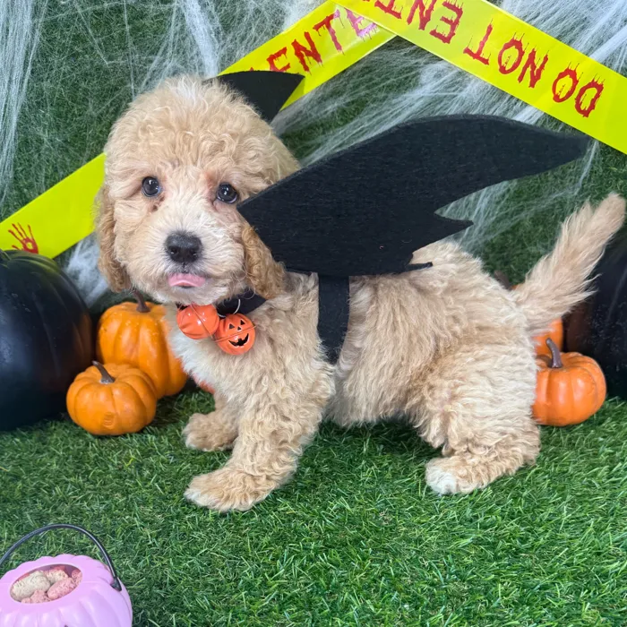 Male Bichon-Poodle puppy named Ziggy for sale at Puppy Dreams - Arlington.
