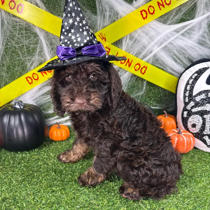 Male Cockapoo puppy named Turkey for sale at Puppy Dreams - Arlington.