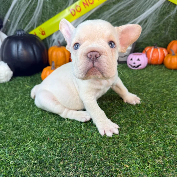 Male French Bulldog puppy named Waffles for sale at Puppy Dreams - Arlington.