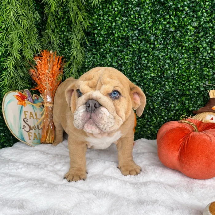 Female English Bulldog puppy named Cheeto for sale at Puppy Dreams - Denton.