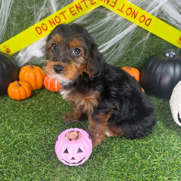 Female Yorkie-Poo puppy named Twiggy for sale at Puppy Dreams - Arlington.