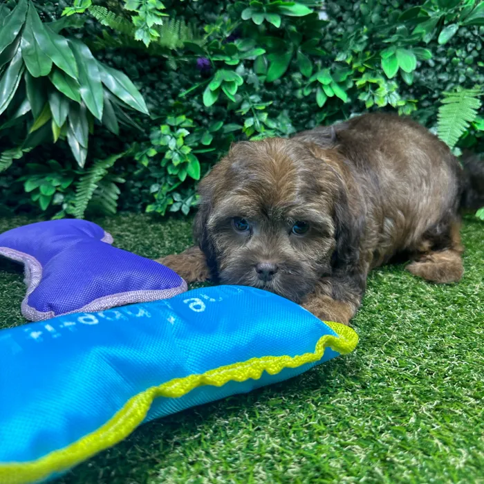 Male Shipoo puppy named Eloise for sale at Puppy Dreams - Parks Mall.