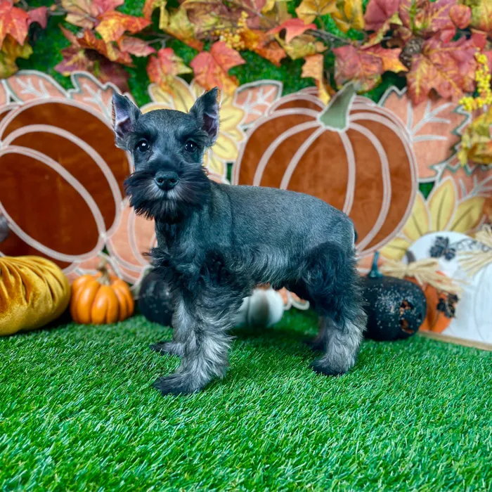 Male Mini Schnauzer puppy named Odin for sale at Puppy Dreams - Carrollton.