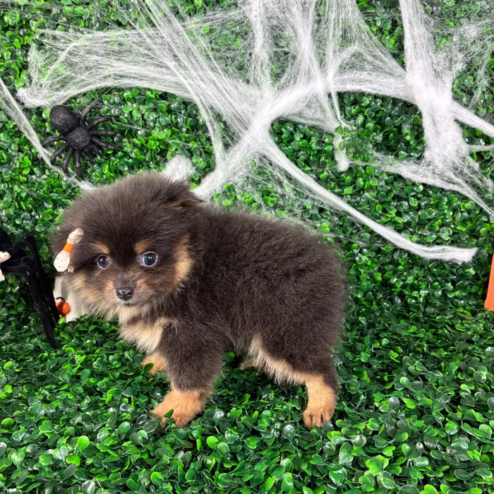 Female Pomeranian puppy named Sherlyn for sale at Puppy Dreams - North Richland Hills.