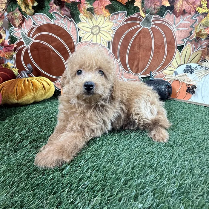 Male Mini Goldendoodle puppy named Cashew for sale at Puppy Dreams - Carrollton.