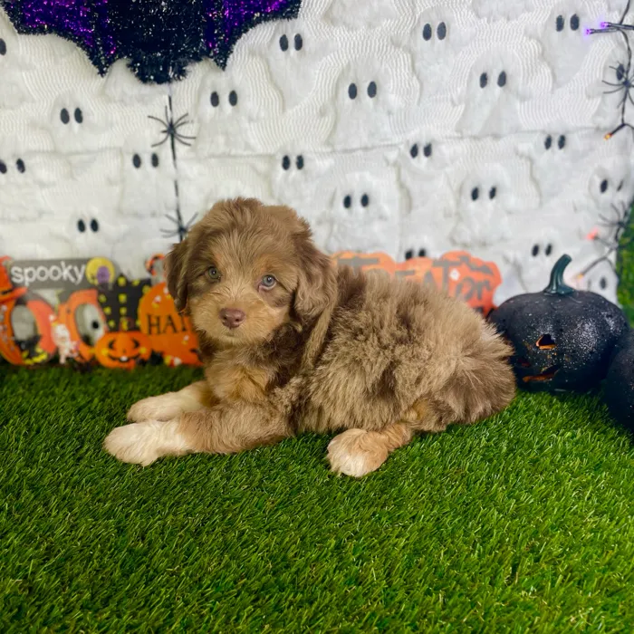 Male Mini Aussie Poo puppy named Gunner for sale at Puppy Dreams - Carrollton.