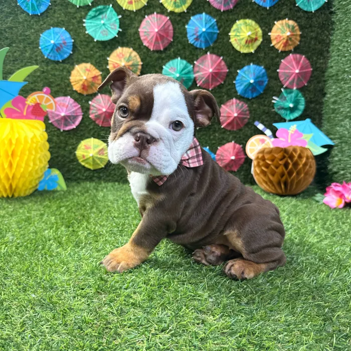 Female English Bulldog puppy named Bella for sale at Puppy Dreams - Carrollton.