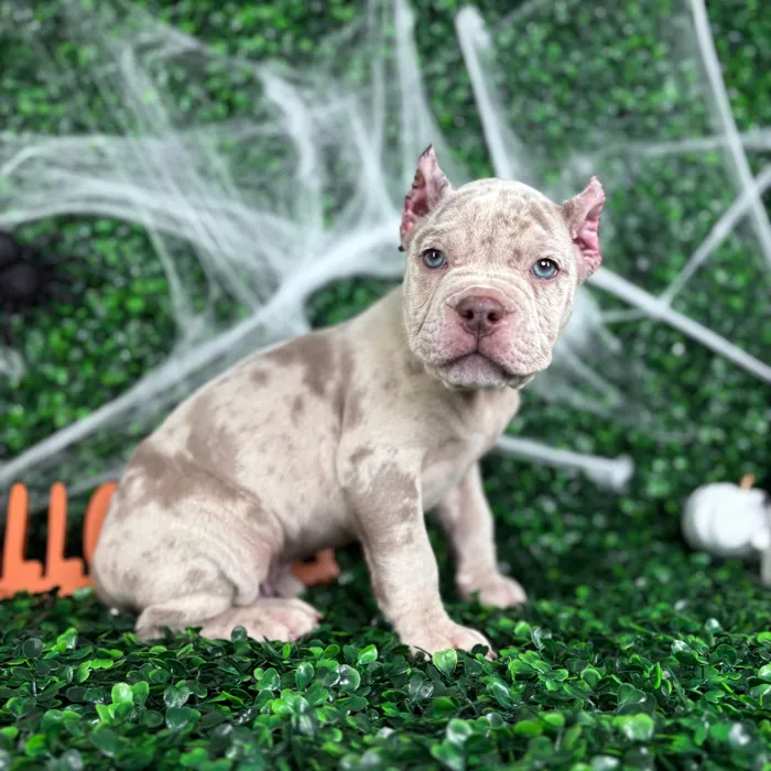 Male American Bully puppy named Atlas for sale at Puppy Dreams - North Richland Hills.